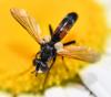 Cylindromyia sp.